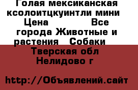 Голая мексиканская ксолоитцкуинтли мини › Цена ­ 20 000 - Все города Животные и растения » Собаки   . Тверская обл.,Нелидово г.